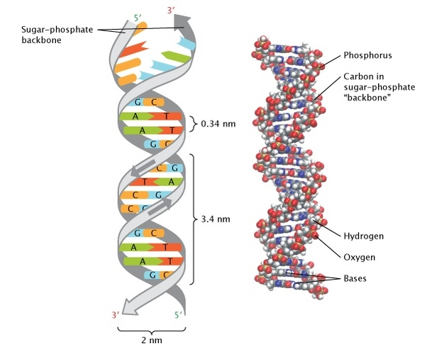 تعرف على أصلك من تحليل الحمض النووي DNA في منزلك! 1-1201