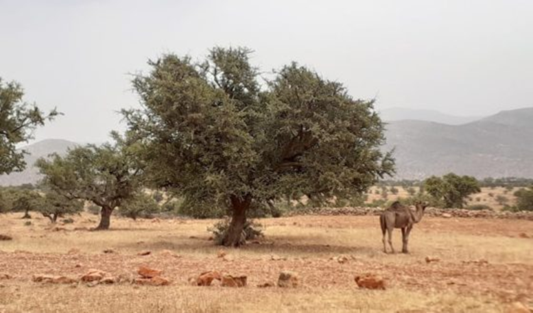  زراعة شجرة الأركان انعكاس للسياسة الملكية لخدمة الأمن الغذائي في المغرب وإفريقيا 1-1303