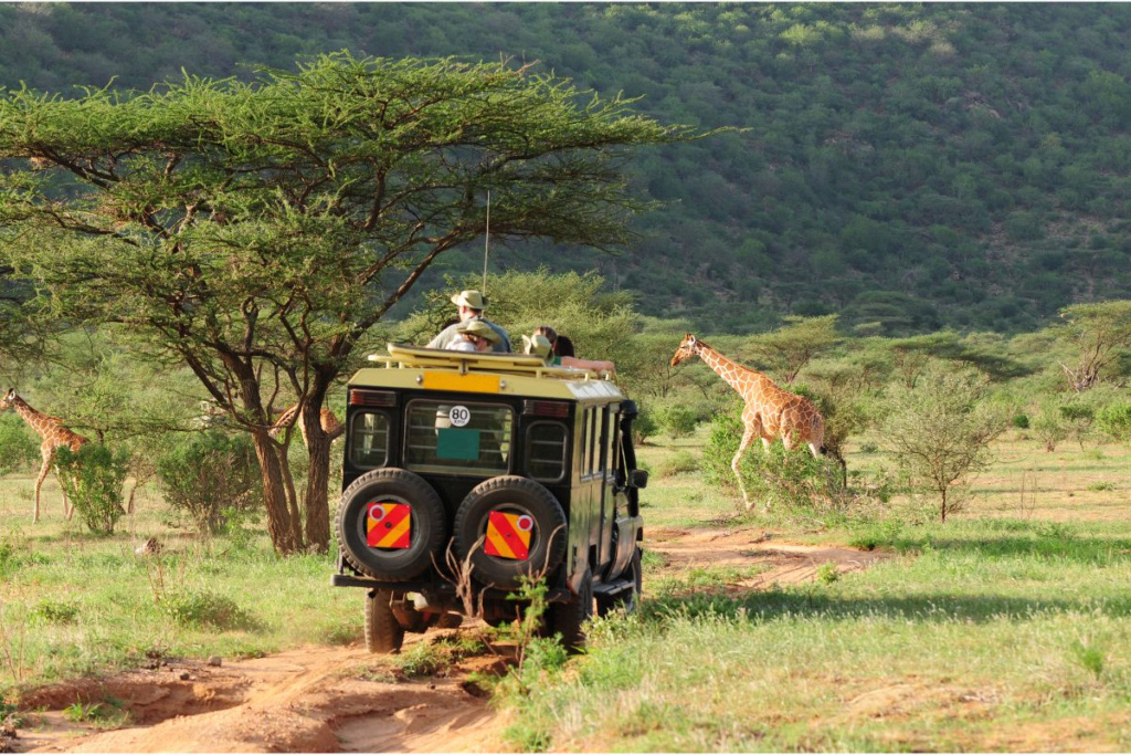 Safari Africa: أفضل 5 وجهات من أفضل الوجهات في عام 2023 1-1482