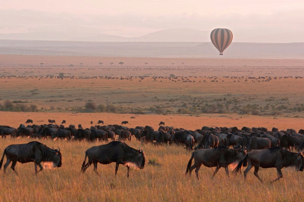 Safari Africa: أفضل 5 وجهات من أفضل الوجهات في عام 2023 1-1483