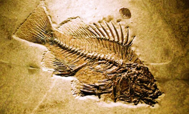Il A 319 Millions D'années.. Un Scientifique Découvre Un Fossile De Cerveau De Poisson Remarquablement Détaillé 1-158