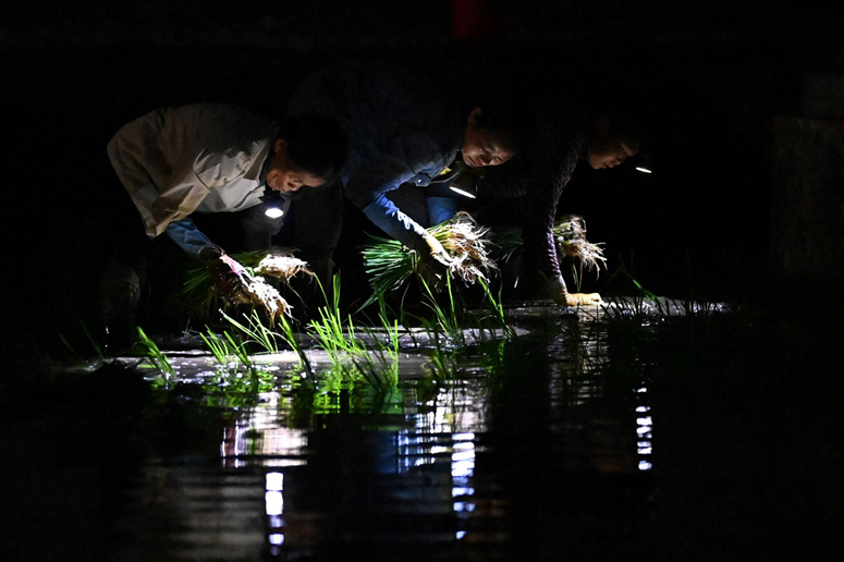  مزارعو الأرز في فيتنام يستغلون برودة الليل لبدء غرس بذورهم 1-1707
