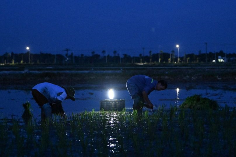  مزارعو الأرز في فيتنام يستغلون برودة الليل لبدء غرس بذورهم 1-1708