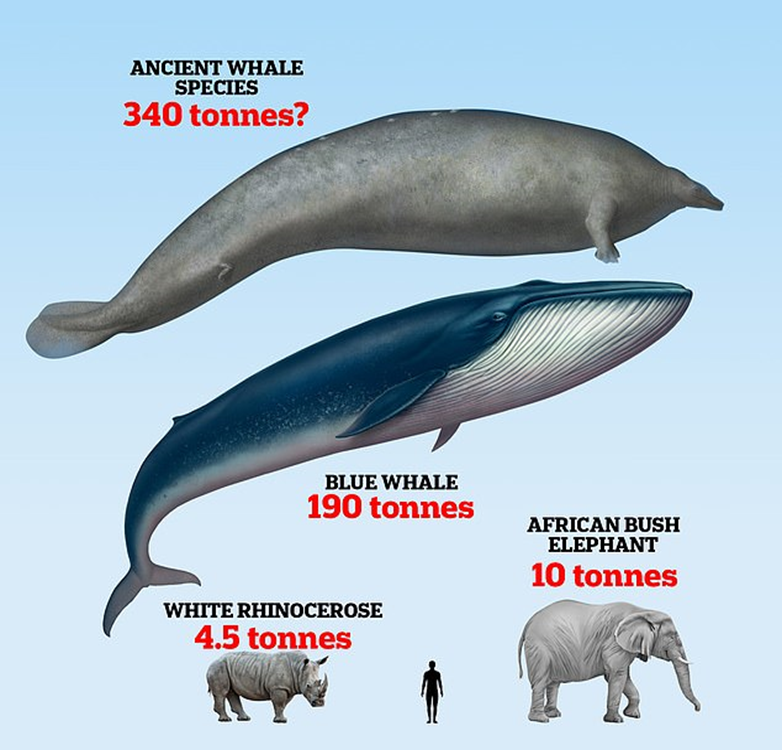 Une baleine de l'aube de l'histoire.. la plus grande créature connue sur Terre a été trouvée 1-1865