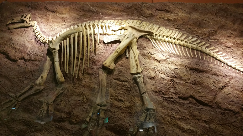 Fossil révèle un dinosaure au combat avec un animal ressemblant à un blaireau il y a 125 millions d'années 1-1896