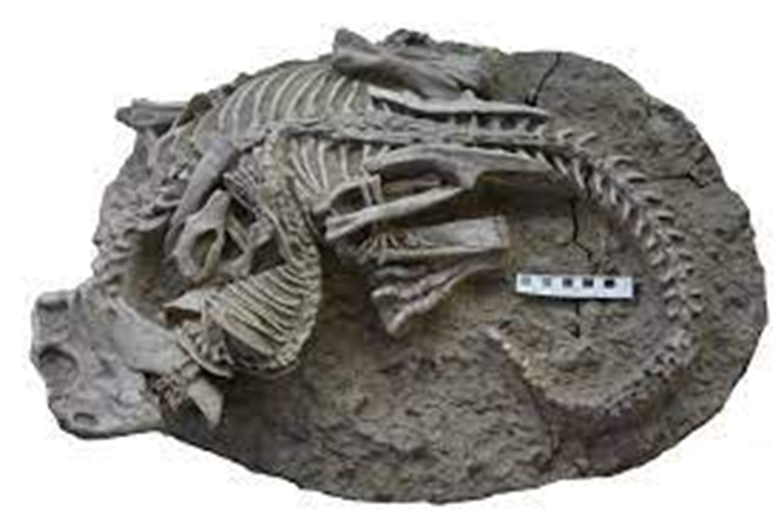 Fossil révèle un dinosaure au combat avec un animal ressemblant à un blaireau il y a 125 millions d'années 1-1897