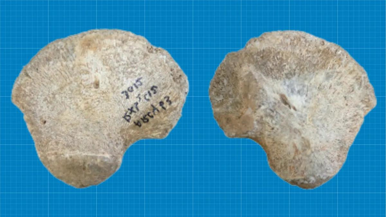 Après le crâne, un os pelvien... une découverte qui pourrait réécrire l'histoire de l'évolution humaine 1-1911