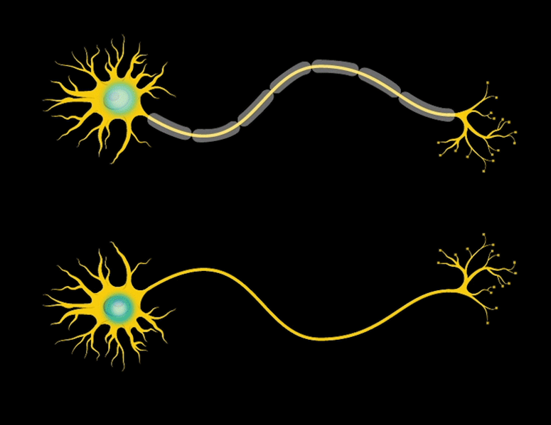 كيف تتواصل خلايا الدماغ مع بعضها البعض؟ 1-1965