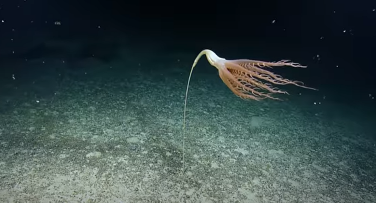 رحلة استكشافية ترصد لمخلوق بحري نادر وغريب 1-2016