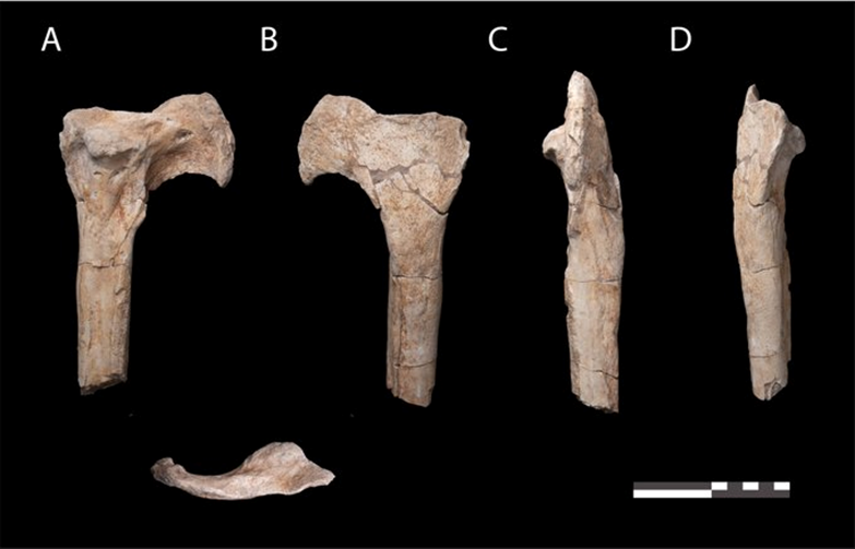 De nouveaux fossiles de dinosaures disparus il y a 66 millions d'années ont été découverts au Maroc 1-2053