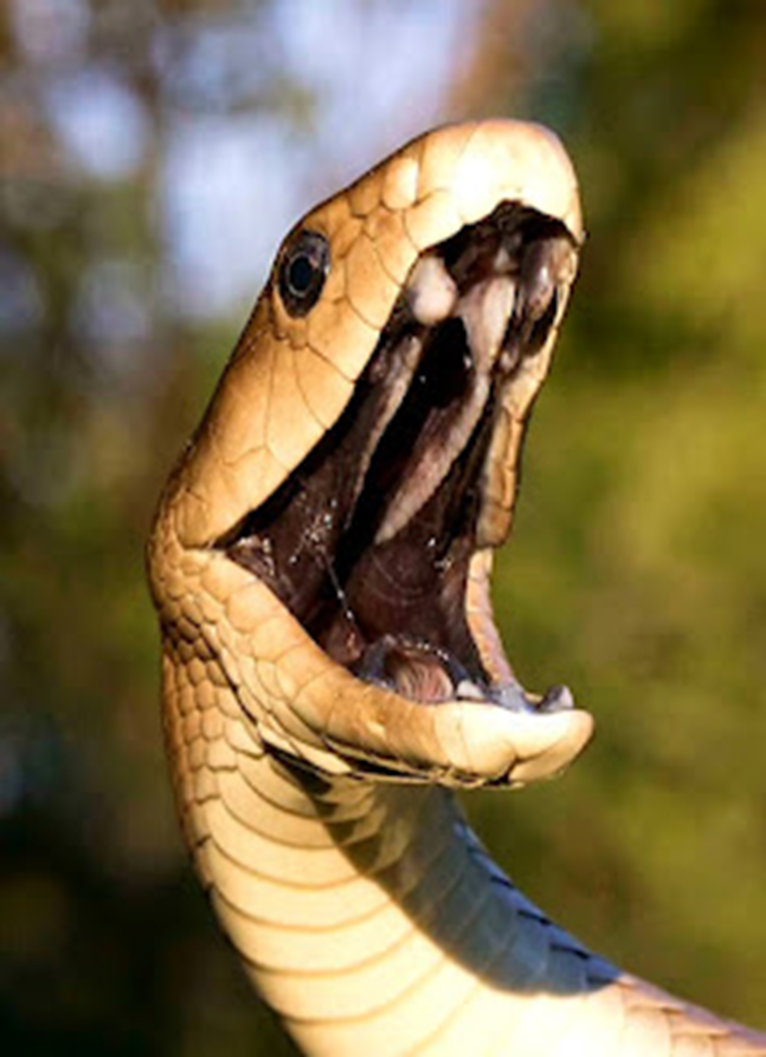أخطر الأفاعي في العالم، أكثر الثعابين سمية في العالم! 1-207