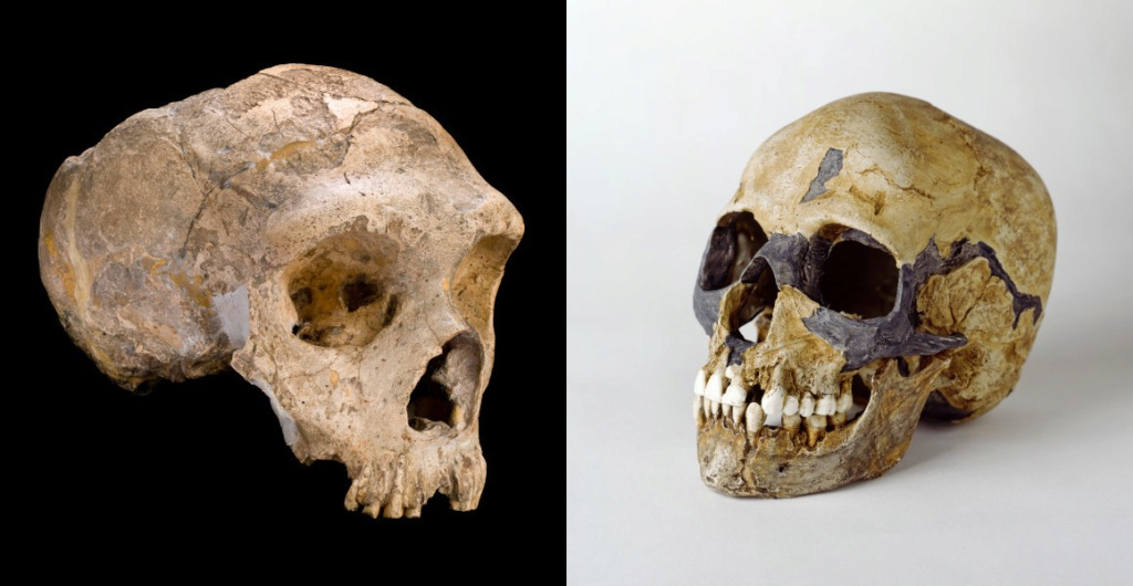دراسة: انقراض إنسان "نياندرتال" حدث في زمن أقدم ممّا يعتقد 1-2345