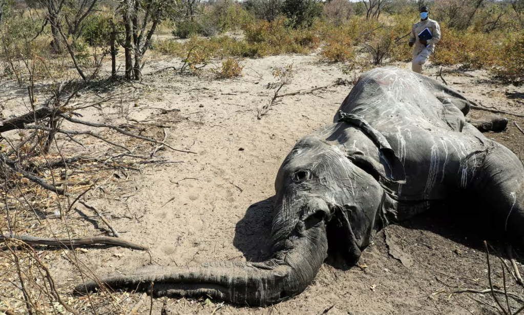 أخيراً عرفنا سبب موت 400 فيل عام 2020 وهذا لا يطمئن العلماء 1-2614