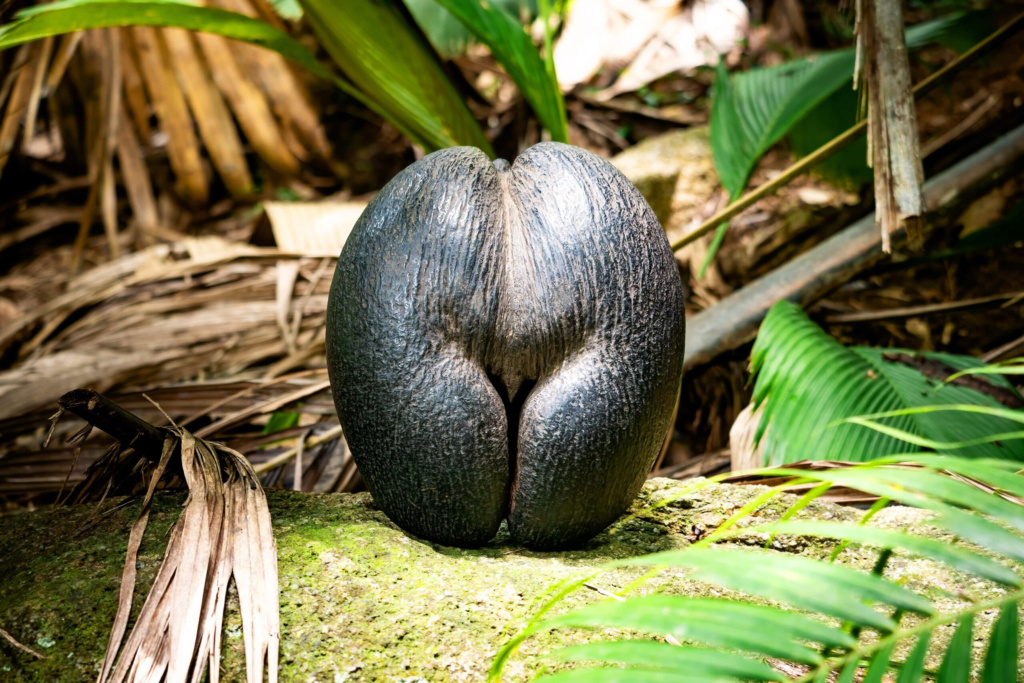 Le Coco de mer, la plus grosse graine du monde à la forme très suggestive, s’épanouit dans la “consanguinité” selon une nouvelle étude 1-2798