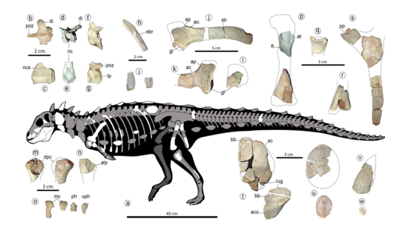 اكتشاف ديناصور صغير عمره 100 مليون عام 1-2844