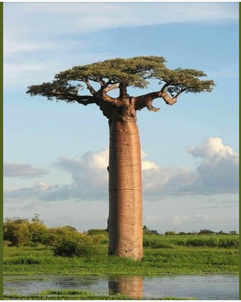 شجرة الباوباب 1-2865