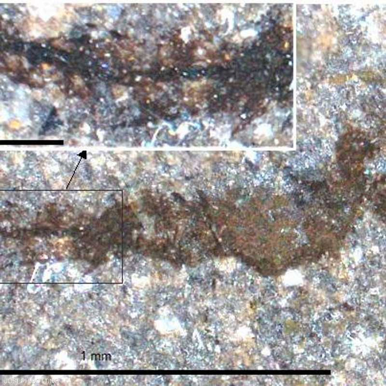 A unique fossil site reveals details of life 462 million years ago 1-309