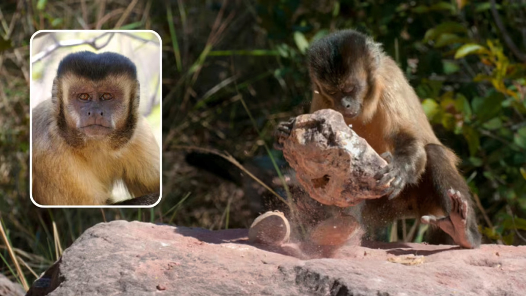  !Des chercheurs découvrent au Brésil des outils en pierre fabriqués par des singes, et non par des humains 1-416