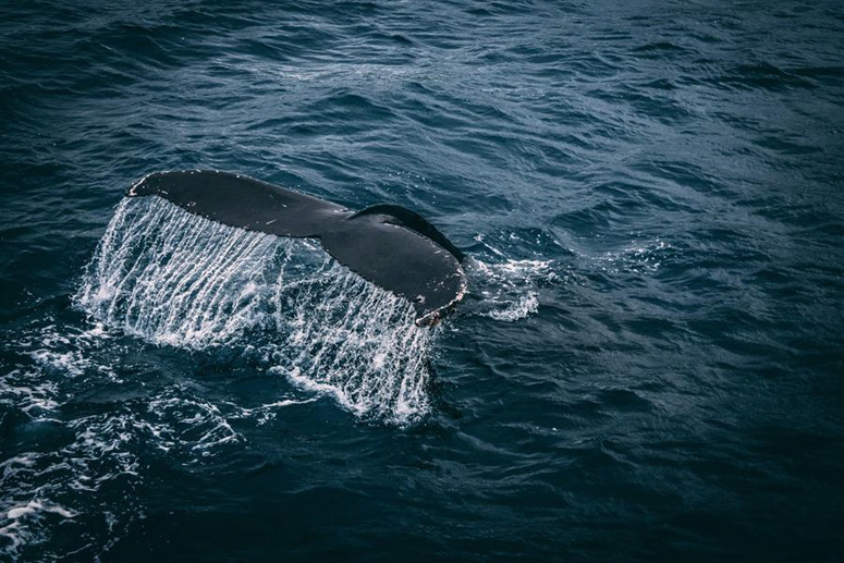 Il pèse environ 340 tonnes.. Un fossile révèle l'animal le plus lourd de tous les temps 1-426