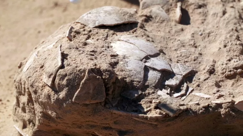 Des archéologues déterrent des œufs d'autruche préhistoriques pour se nourrir en Israël 1-510