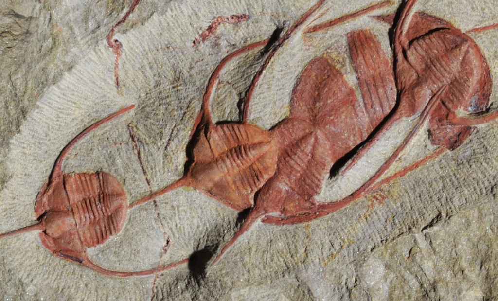 طولها متران.. اكتشاف حشرات عملاقة عمرها 470 مليون عام في المغرب 1-820