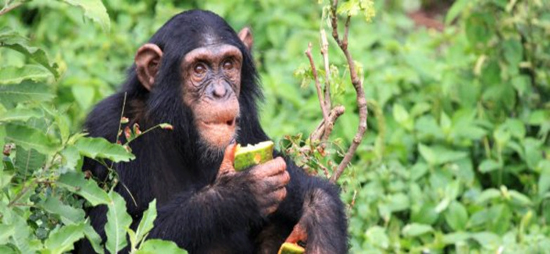 الشمبانزي قادر على تعلم لهجات محلية مختلفة 1-_bmp14