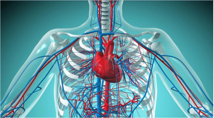 8 أساسيات لصحة القلب والأوعية الدموية 1102