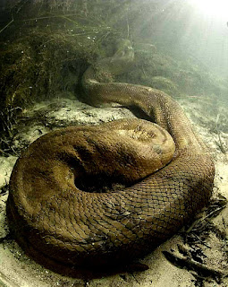 Un aventurier plonge dans les profondeurs du fleuve Amazone pour   photographier l'un des plus grands serpents du monde 11052