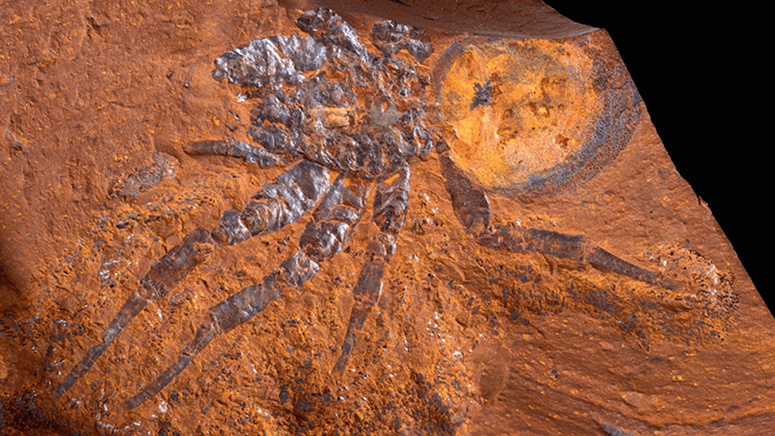 عمرها 15 مليون عام.. اكتشاف ثاني أضخم حفرية عنكبوت 11065