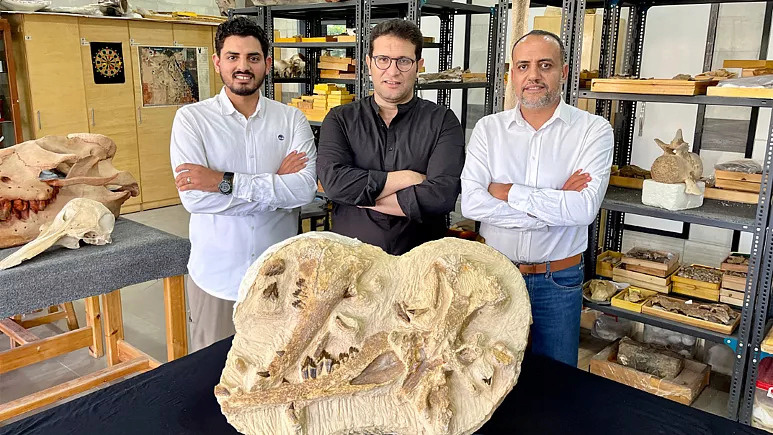 Egypte : Découverte de la baleine « Tucitus ryanensis », une des plus anciennes baleines d'Afrique 11239