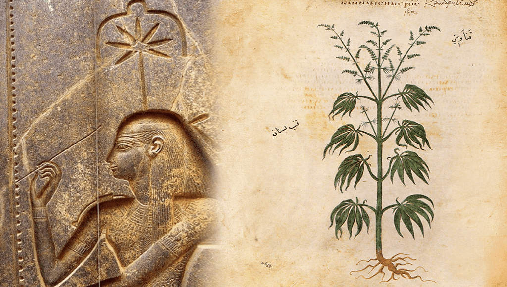 نشأ نبات القنب في الصين وتم تدجينه في العصر الحجري، وفقًا لأحدث الدراسات 11427