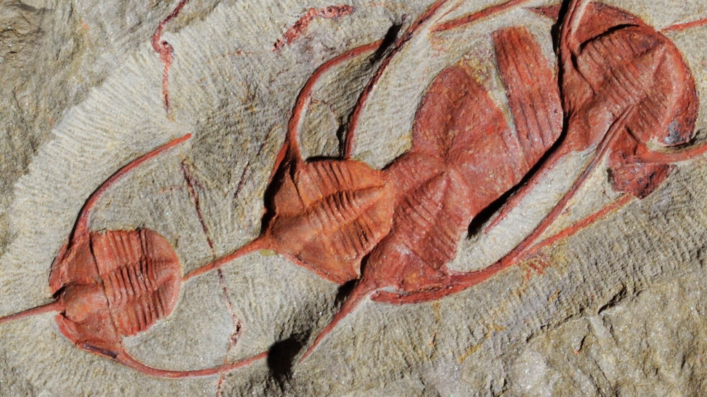 Deux mètres de long. Des insectes géants vieux d'un demi-milliard d'années découverts au Maroc 11721