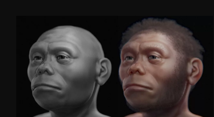 Une reconstitution 3D dévoile le visage du « hobbit », un potentiel parent des humains 12134