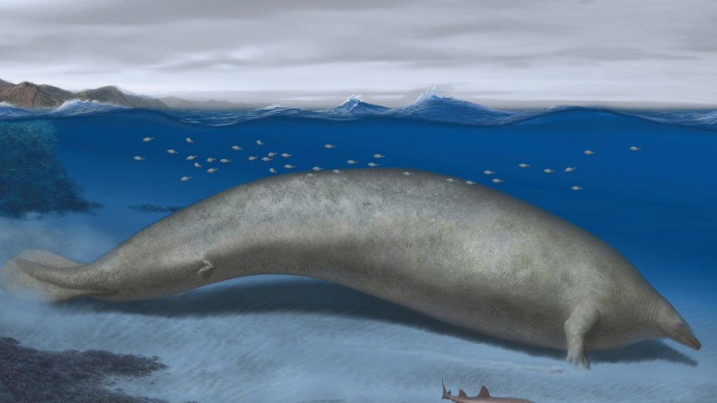 Une baleine de l'aube de l'histoire.. la plus grande créature connue sur Terre a été trouvée 12244