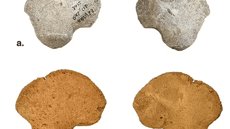 Après le crâne, un os pelvien... une découverte qui pourrait réécrire l'histoire de l'évolution humaine 12265