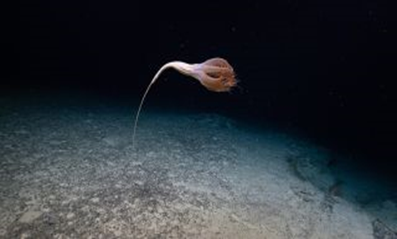 Une expédition qui surveille une créature marine rare et étrange 12310