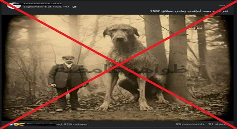 آخر كلب صيد عملاق بأيرلندا.. صورة عمرها 120 سنة تحصد آلاف المشاركات! 12434