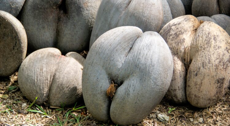 Le Coco de mer, la plus grosse graine du monde à la forme très suggestive, s’épanouit dans la “consanguinité” selon une nouvelle étude 12622