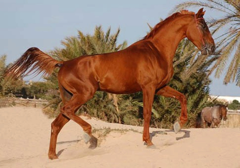 الحصان الفرس او بالامازيغية اييس في الثقافة وفي الثرات الشعبي الامازيغي - ⴰⵢⵢⵉⵙ ⵣ ⵖ ⵜⵓⵙ ⵏⴰ ⴷ ⵜⴰⵢ ⵙⵙ ⵉ ⵜⴰⵎⴰⴷ ⴰⵏⵜ ⵜⴰⵎⴰⵣ ⵉ ⵖ ⵜ 1264
