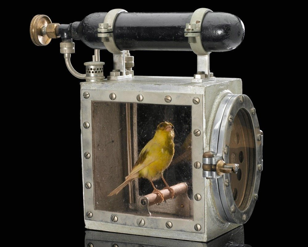 ?Did you know how the beautiful and innocent “canaries” were used as toxic gas detectors in European countries 13--267