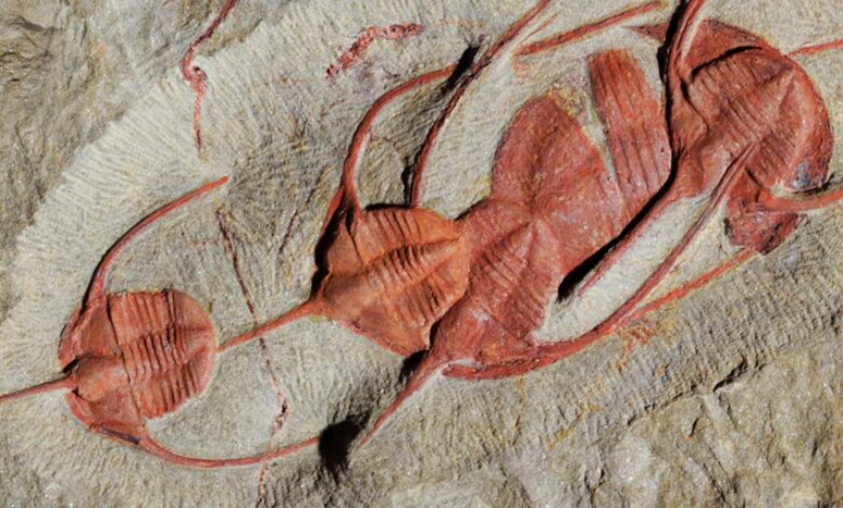 Giant insects half a billion years old were discovered in Morocco, two meters long 13-651