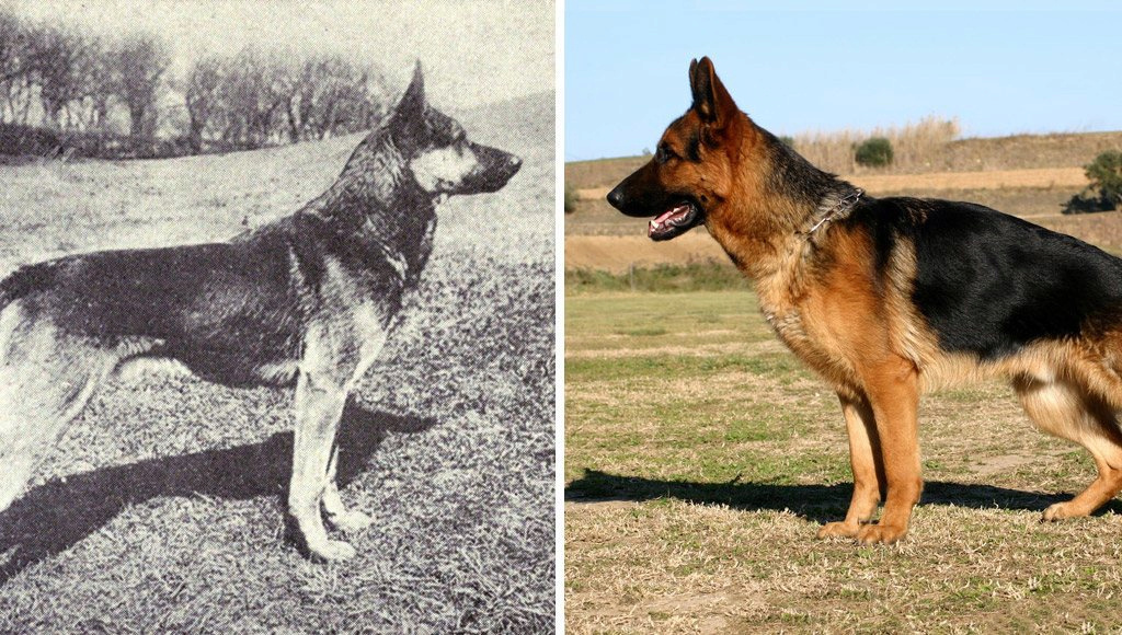 ?À quoi ressemblaient les races de chiens les plus célèbres avant et après 100 ans de croisement  1460