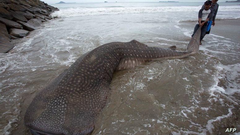 Le requin baleine est le plus grand animal carnivore.. Une découverte qui annule tout ce que les scientifiques pensaient 1764