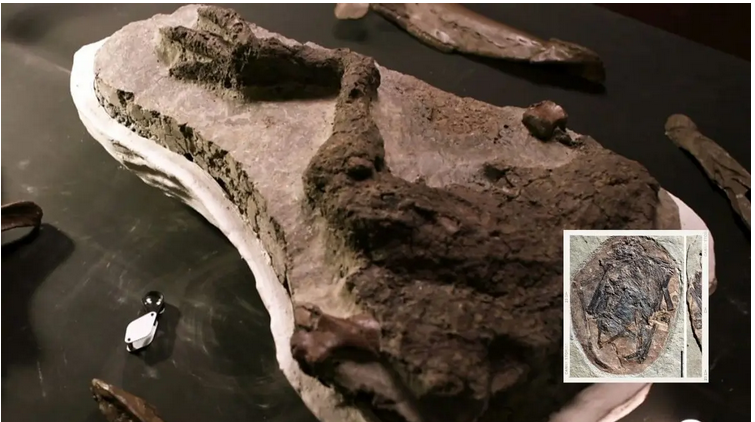 اكتشاف أحفورة ديناصور تعود إلى يوم ضرب الكويكب الأرض وقضى على الديناصورات 1796