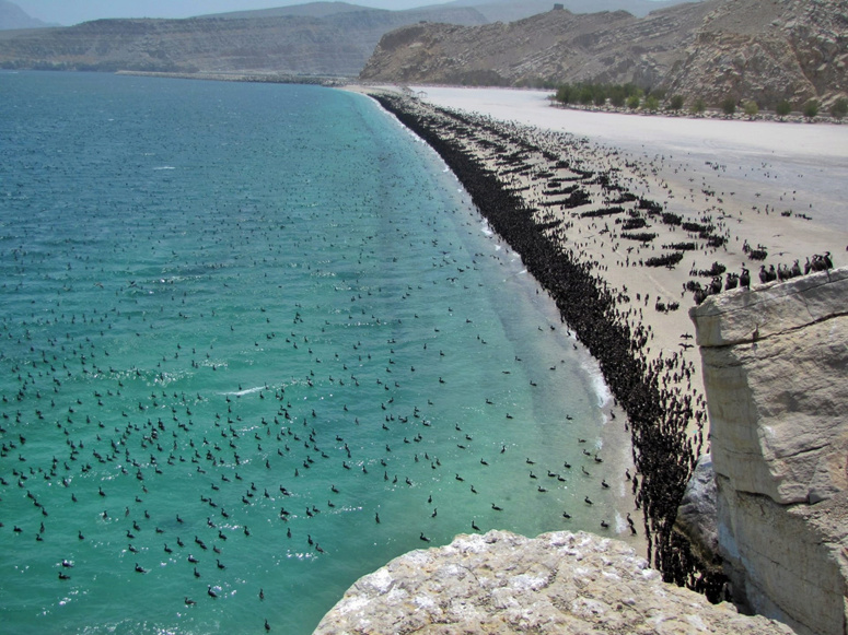  أعداد هائلة لطائر بريش أسود يكتسح شاطئ سياحي في مُسندم 1800