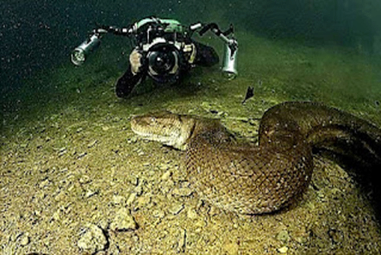 Un aventurier plonge dans les profondeurs du fleuve Amazone pour   photographier l'un des plus grands serpents du monde 188