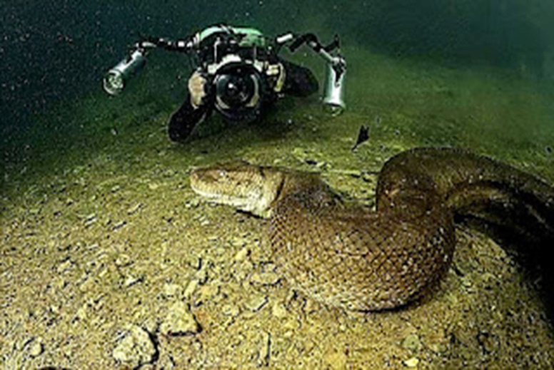 giant anaconda giant anaconda