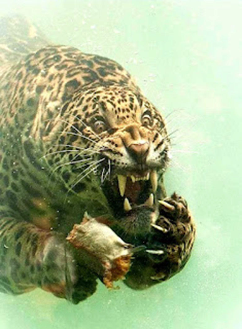 8faits effrayants sur les jaguars 2---30