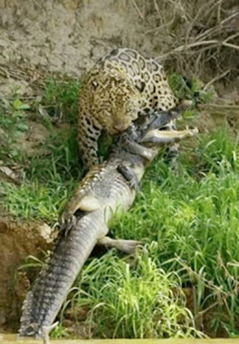8faits effrayants sur les jaguars 2---31