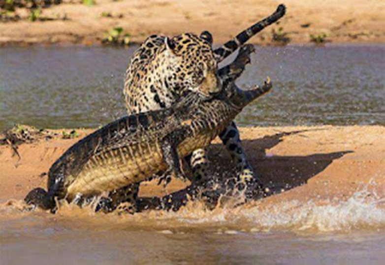 8faits effrayants sur les jaguars 2--130